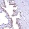 FLYWCH Family Member 2 antibody, HPA041354, Atlas Antibodies, Immunohistochemistry frozen image 