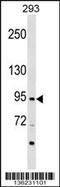 Zinc Finger Protein 341 antibody, 59-090, ProSci, Western Blot image 