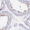 Ubiquilin 3 antibody, NBP2-38944, Novus Biologicals, Immunohistochemistry frozen image 