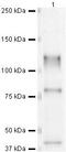 Syntaxin-binding protein 5 antibody, PA5-19700, Invitrogen Antibodies, Western Blot image 