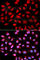 Protein Phosphatase 2 Phosphatase Activator antibody, A1912, ABclonal Technology, Immunofluorescence image 