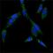 HSP70 antibody, LS-C171487, Lifespan Biosciences, Immunofluorescence image 