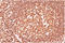 Lca antibody, AM33266PU-T, Origene, Immunohistochemistry paraffin image 