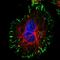 SDC antibody, HPA006185, Atlas Antibodies, Immunofluorescence image 