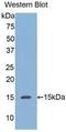 Regenerating Family Member 3 Alpha antibody, LS-C302352, Lifespan Biosciences, Western Blot image 