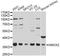 Heme Oxygenase 2 antibody, LS-C747797, Lifespan Biosciences, Western Blot image 