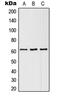Solute Carrier Family 43 Member 1 antibody, MBS821651, MyBioSource, Western Blot image 