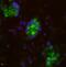 Db antibody, A00350-1, Boster Biological Technology, Immunofluorescence image 