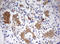 Serine/Threonine Kinase 11 antibody, LS-C336598, Lifespan Biosciences, Immunohistochemistry frozen image 