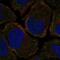 F2R Like Trypsin Receptor 1 antibody, NBP2-58289, Novus Biologicals, Immunocytochemistry image 