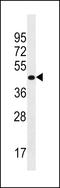 Proline Rich 25 antibody, LS-C158741, Lifespan Biosciences, Western Blot image 