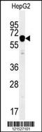 Imp2 antibody, 55-046, ProSci, Western Blot image 