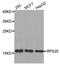 Ribosomal Protein S20 antibody, LS-C333053, Lifespan Biosciences, Western Blot image 