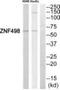 Zinc Finger And SCAN Domain Containing 25 antibody, PA5-39561, Invitrogen Antibodies, Western Blot image 