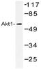 Akt antibody, AP20380PU-N, Origene, Western Blot image 