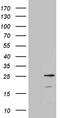 Calcium And Integrin Binding Family Member 3 antibody, LS-C795757, Lifespan Biosciences, Western Blot image 