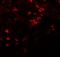 ZIP-8 antibody, NBP1-76505, Novus Biologicals, Immunofluorescence image 