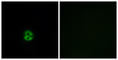 Carbohydrate Sulfotransferase 6 antibody, abx014306, Abbexa, Western Blot image 