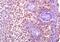 Developmental pluripotency-associated protein 3 antibody, orb158506, Biorbyt, Immunohistochemistry paraffin image 