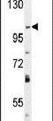 Sn1-specific diacylglycerol lipase alpha antibody, PA5-23765, Invitrogen Antibodies, Western Blot image 
