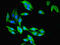 Carboxymethylenebutenolidase Homolog antibody, LS-C378705, Lifespan Biosciences, Immunofluorescence image 