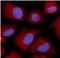 Proteasome 26S Subunit, ATPase 4 antibody, FNab06880, FineTest, Immunofluorescence image 