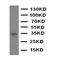 Aquaporin-10 antibody, orb137898, Biorbyt, Western Blot image 