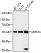 Lectin, Mannose Binding 1 antibody, GTX64719, GeneTex, Western Blot image 