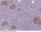 Enolase 2 antibody, 100261-T40, Sino Biological, Immunohistochemistry paraffin image 