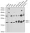 Ribosomal Protein L11 antibody, GTX33471, GeneTex, Western Blot image 
