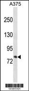 Relaxin Family Peptide Receptor 1 antibody, 60-783, ProSci, Western Blot image 