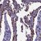 Nipsnap Homolog 3A antibody, HPA042491, Atlas Antibodies, Immunohistochemistry frozen image 
