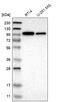 Kinase D Interacting Substrate 220 antibody, HPA014790, Atlas Antibodies, Western Blot image 
