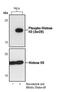 Histone H3 antibody, PA5-17318, Invitrogen Antibodies, Western Blot image 