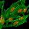 H2A Histone Family Member Z antibody, GTX33592, GeneTex, Immunocytochemistry image 