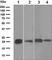 Caveolin 2 antibody, ab133484, Abcam, Western Blot image 