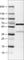 VANGL Planar Cell Polarity Protein 1 antibody, AMAb90600, Atlas Antibodies, Western Blot image 