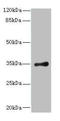 Ribosomal Protein Lateral Stalk Subunit P0 antibody, orb352265, Biorbyt, Western Blot image 