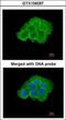 Mitogen-Activated Protein Kinase Kinase Kinase Kinase 5 antibody, GTX109297, GeneTex, Immunofluorescence image 