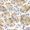 Chitotriosidase-1 antibody, A2015, ABclonal Technology, Immunohistochemistry paraffin image 