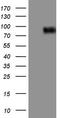 antibody, LS-C340654, Lifespan Biosciences, Western Blot image 