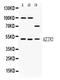 Antizyme inhibitor 2 antibody, RP1112, Boster Biological Technology, Western Blot image 