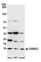 Chromatin Accessibility Complex Subunit 1 antibody, A304-987A, Bethyl Labs, Western Blot image 