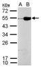 Craniofacial Development Protein 1 antibody, GTX128025, GeneTex, Western Blot image 