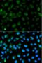 Anaphase Promoting Complex Subunit 2 antibody, orb78073, Biorbyt, Immunofluorescence image 