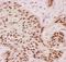 Tumor Protein P63 antibody, PB9152, Boster Biological Technology, Immunohistochemistry frozen image 