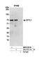 Synaptotagmin Like 1 antibody, NBP2-59136, Novus Biologicals, Western Blot image 