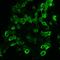 Metabotropic glutamate receptor 4 antibody, 720280, Invitrogen Antibodies, Immunocytochemistry image 