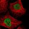 Nuclear RNA Export Factor 3 antibody, NBP2-38557, Novus Biologicals, Immunofluorescence image 