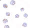  antibody, 4885, ProSci, Immunocytochemistry image 